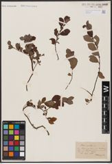 Foto von Salix aurita L.